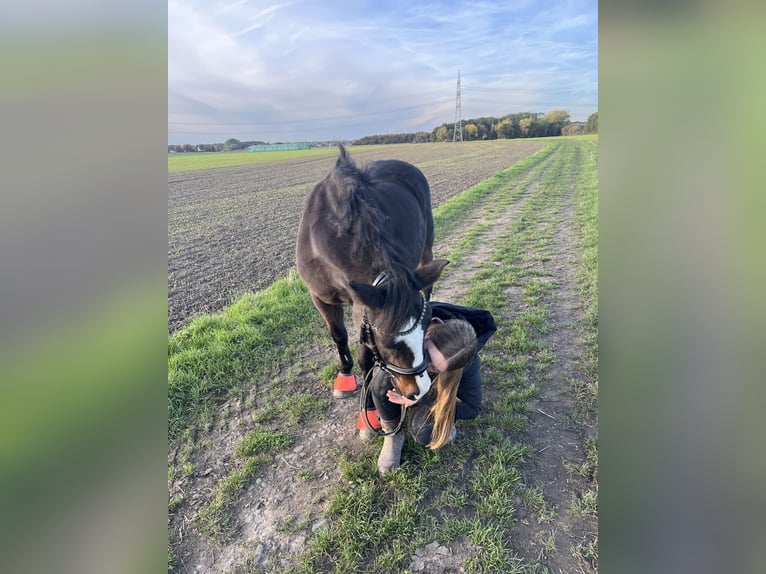 German Riding Pony Mare 19 years 13 hh Brown in Dortmund