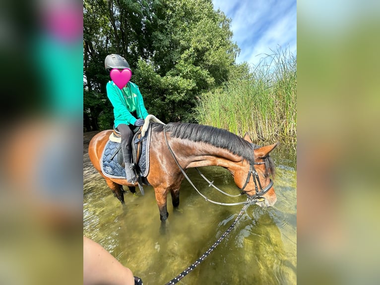 German Riding Pony Mare 19 years 14.1 hh Brown in Stahnsdorf
