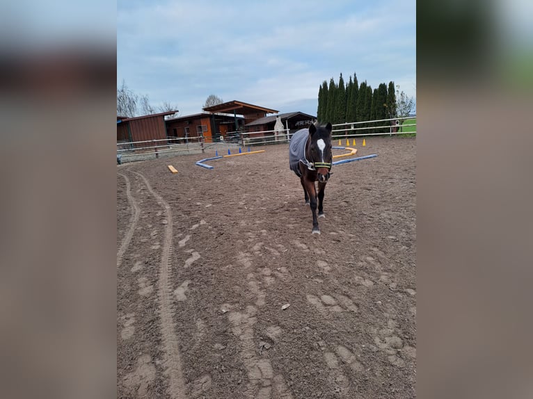 German Riding Pony Mare 19 years 14,1 hh Brown in Rohrenfels
