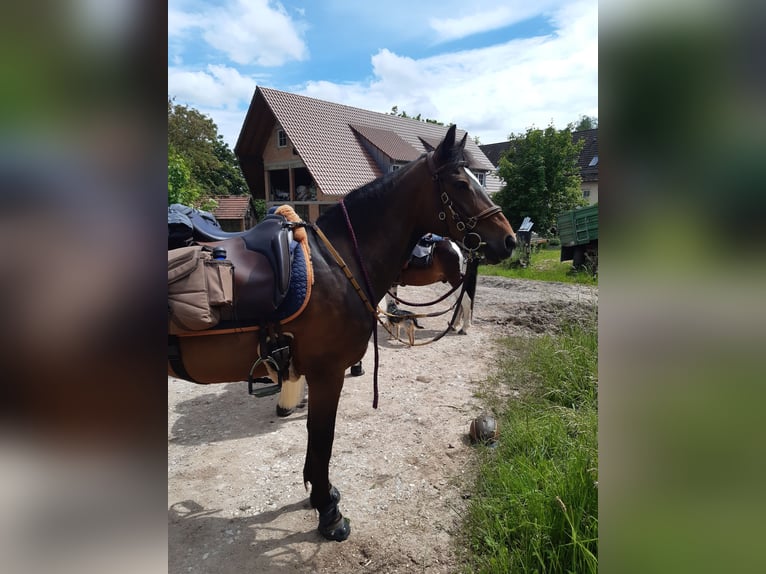 German Riding Pony Mare 19 years 14,1 hh Brown in Rohrenfels
