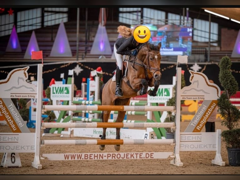 German Riding Pony Mare 19 years 14.1 hh Brown in Steinfeld (Oldenburg)