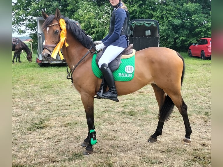 German Riding Pony Mare 19 years 14.1 hh Brown in Steinfeld (Oldenburg)