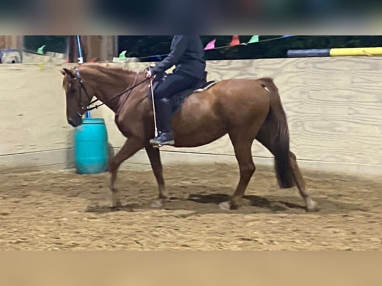 German Riding Pony Mix Mare 19 years 14,2 hh Chestnut-Red in Nürtingen