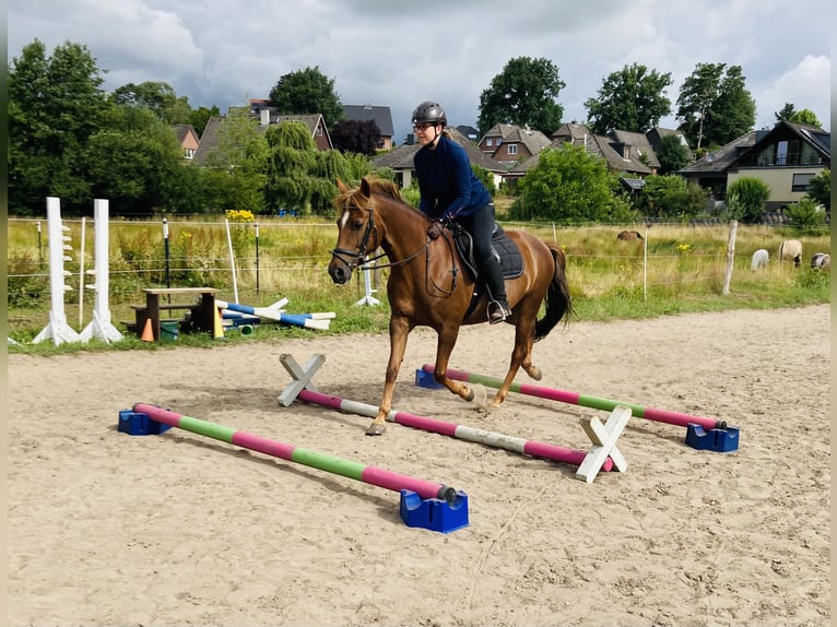 German Riding Pony Mare 19 years 14 hh Chestnut in Stelle