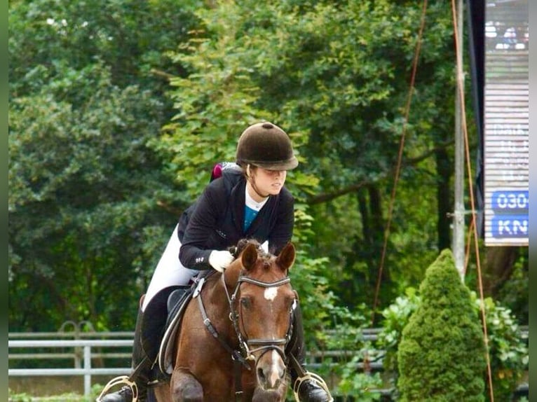 German Riding Pony Mare 19 years 14 hh Chestnut-Red in Mettmann