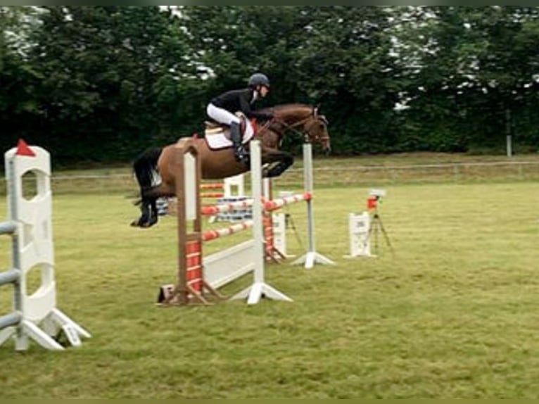 German Riding Pony Mare 19 years 14,1 hh Brown in Steinfeld (Oldenburg)