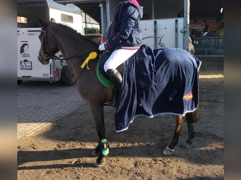 German Riding Pony Mare 19 years 14,1 hh Brown in Steinfeld (Oldenburg)