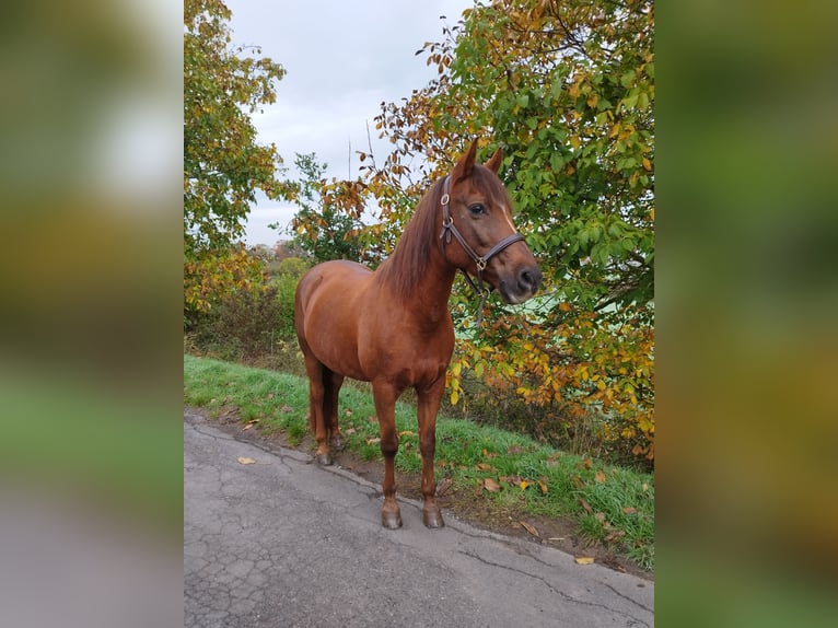 German Riding Pony Mare 19 years 14,1 hh Chestnut in Trier