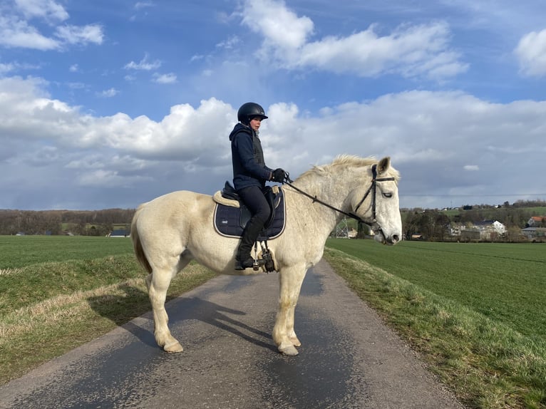 German Riding Pony Mix Mare 19 years 15,2 hh Gray-Fleabitten in Freiberg