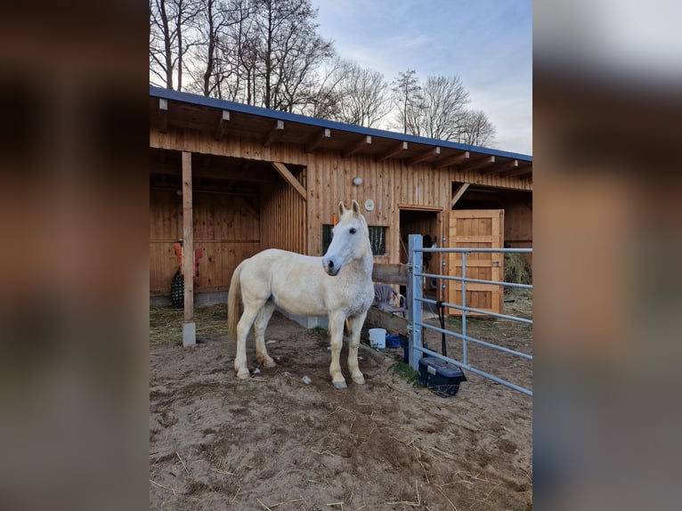 German Riding Pony Mix Mare 19 years 15,2 hh Gray-Fleabitten in Freiberg