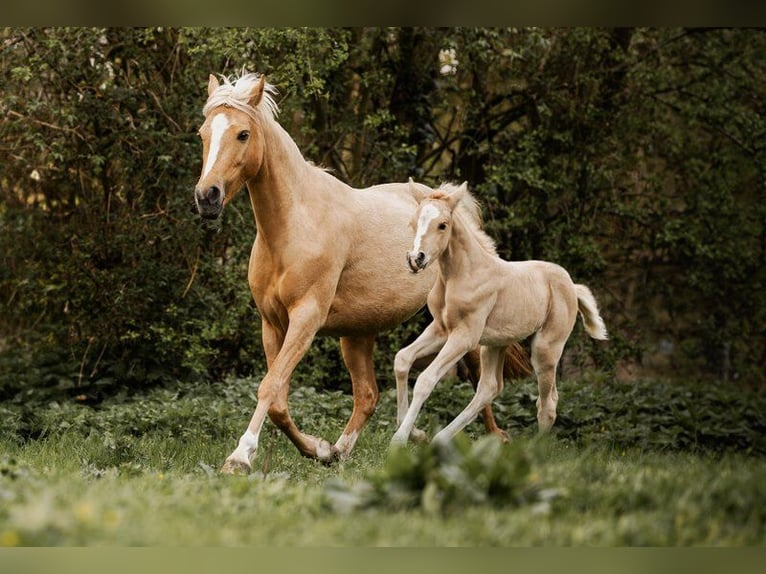 German Riding Pony Mare 1 year 10 hh Palomino in Stakendorf