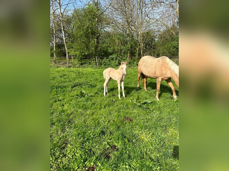 German Riding Pony Mare 1 year 10 hh Palomino in Stakendorf