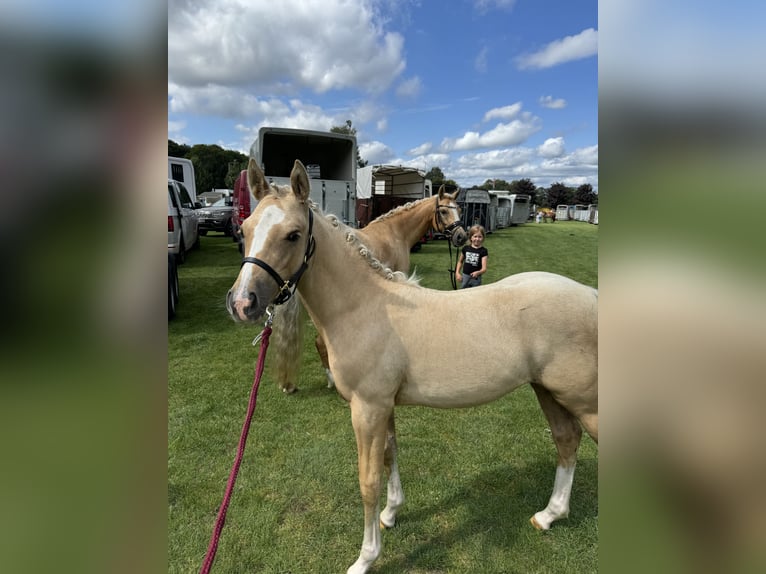 German Riding Pony Mare 1 year 10 hh Palomino in Stakendorf