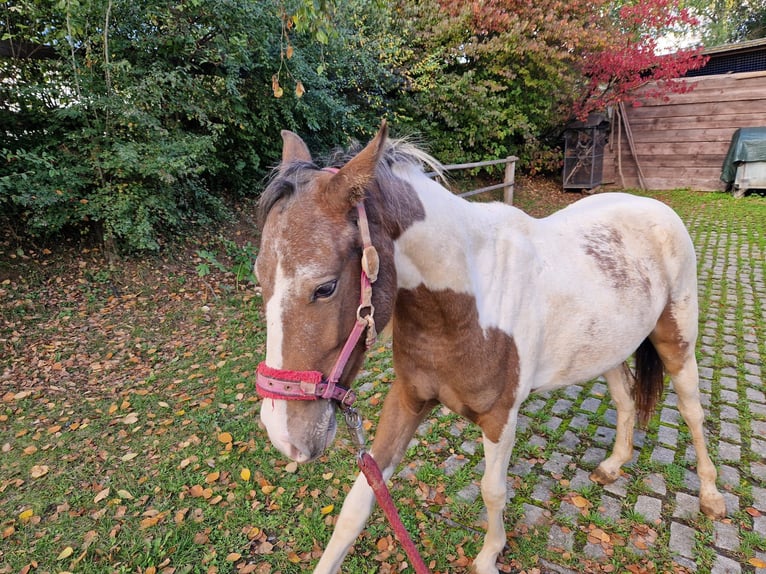 German Riding Pony Mare 1 year 12 hh Pinto in Bad Wildungen German Riding Pony Mare 1 year 12 hh Pinto in Bad Wildungen