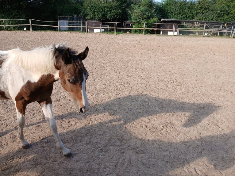 German Riding Pony Mare 1 year 12 hh Pinto in Bad Wildungen German Riding Pony Mare 1 year 12 hh Pinto in Bad Wildungen