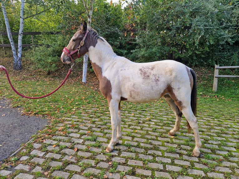 German Riding Pony Mare 1 year 12 hh Pinto in Bad Wildungen German Riding Pony Mare 1 year 12 hh Pinto in Bad Wildungen