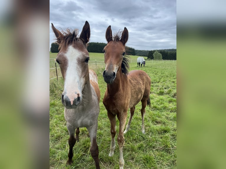 German Riding Pony Mare 1 year 12,2 hh Brown in NusplingenNusplingen