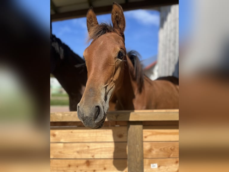 German Riding Pony Mare 1 year 12,2 hh Brown in NusplingenNusplingen
