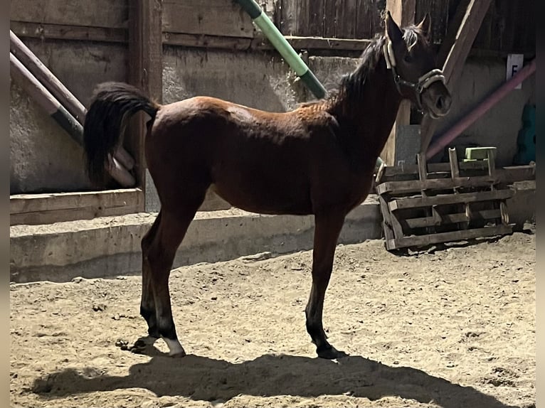 German Riding Pony Mare 1 year 12,2 hh Brown in NusplingenNusplingen