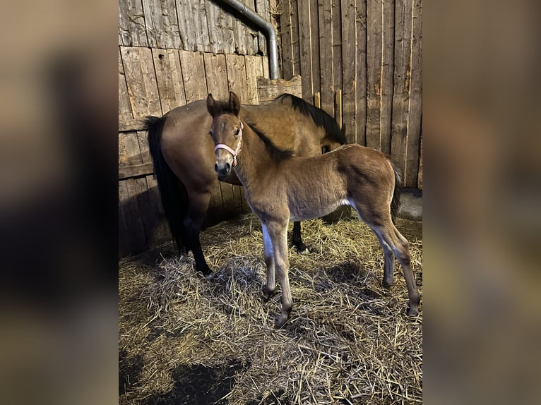 German Riding Pony Mare 1 year 12,2 hh Brown in NusplingenNusplingen