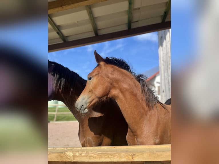 German Riding Pony Mare 1 year 12,2 hh Brown in NusplingenNusplingen