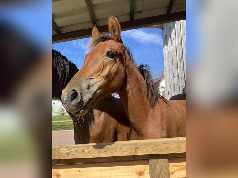 German Riding Pony Mare 1 year 12,2 hh Brown in NusplingenNusplingen