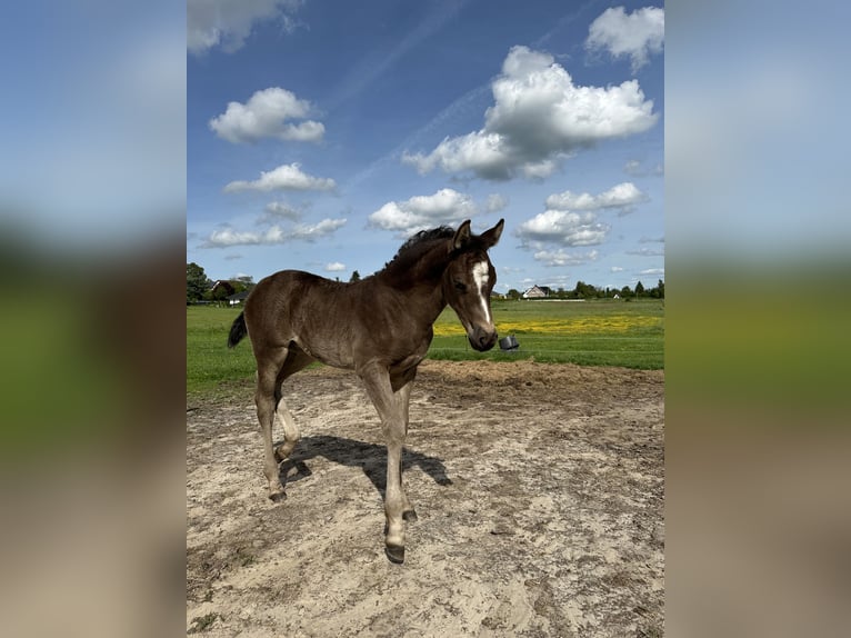 German Riding Pony Mix Mare 1 year 13.2 hh Bay-Dark in Sanitz