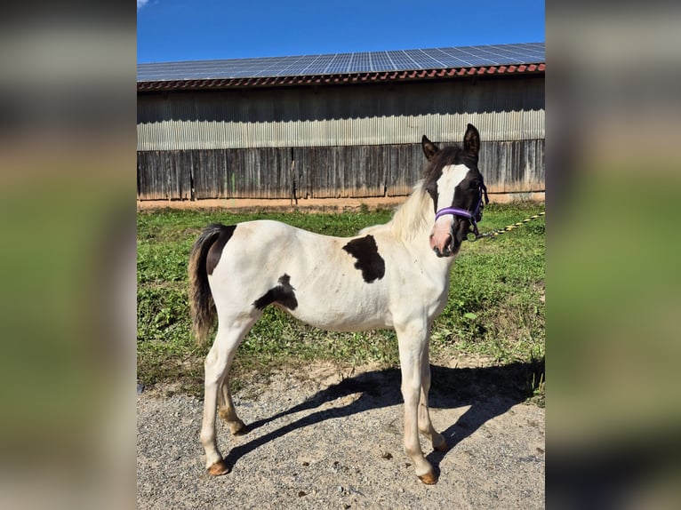 German Riding Pony Mix Mare 1 year 13.2 hh Pinto in Steinen