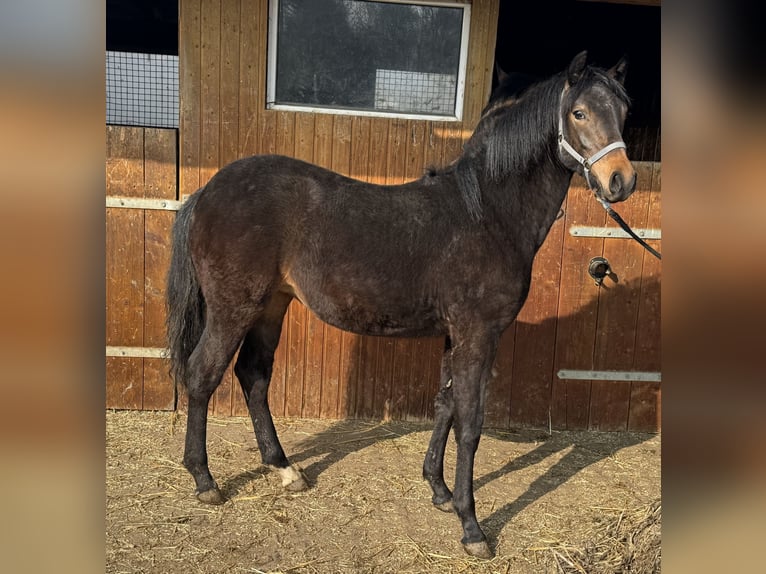 German Riding Pony Mare 1 year 13 hh Brown in Leipzig