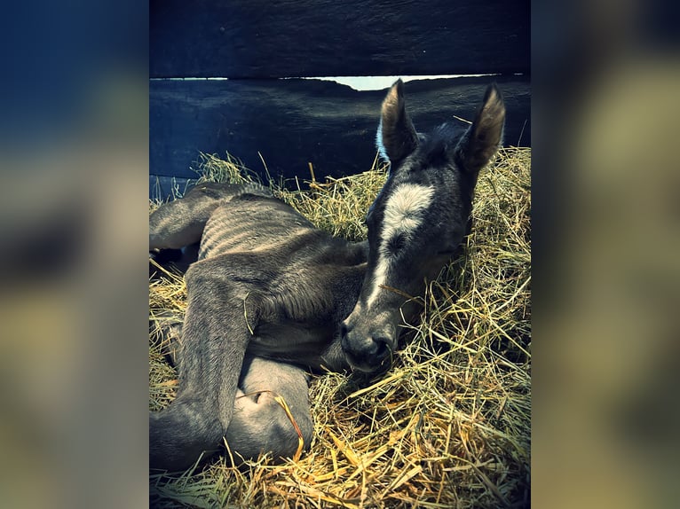 German Riding Pony Mix Mare 1 year 13,2 hh Bay-Dark in Sanitz