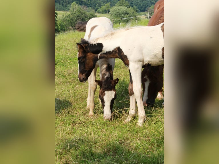 German Riding Pony Mix Mare 1 year 13,2 hh Pinto in Steinen