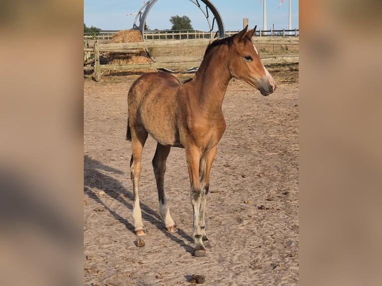 German Riding Pony Mare 1 year 14,1 hh Brown in Friedland