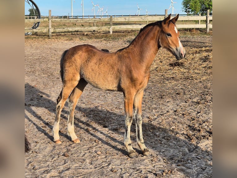 German Riding Pony Mare 1 year 14,1 hh Brown in Friedland