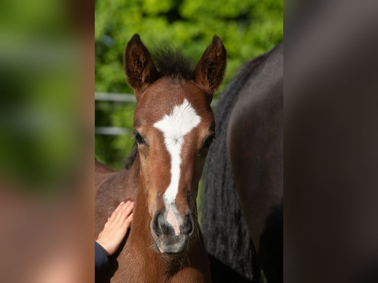 German Riding Pony Mare 1 year 14,1 hh Brown in Dörpstedt