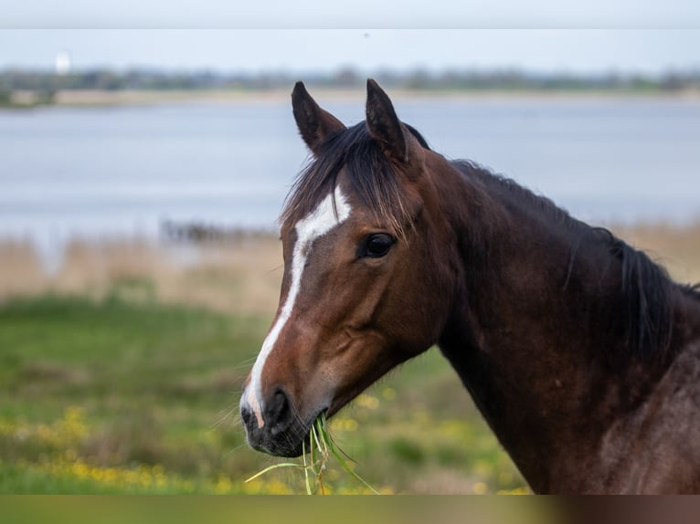 German Riding Pony Mare 1 year 14,1 hh Brown in Dörpstedt