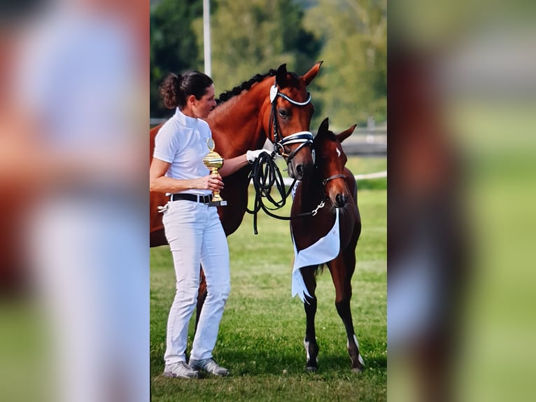 German Riding Pony Mare 1 year 14,1 hh Brown in Willisau