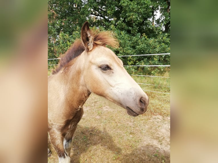 German Riding Pony Mare 1 year 14,1 hh Buckskin in Beelitz