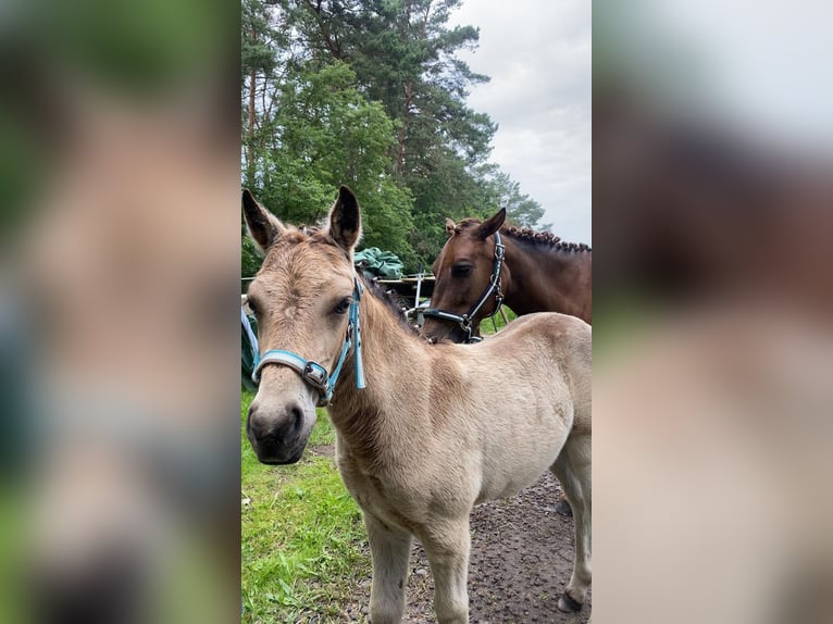 German Riding Pony Mare 1 year 14,1 hh Buckskin in Beelitz