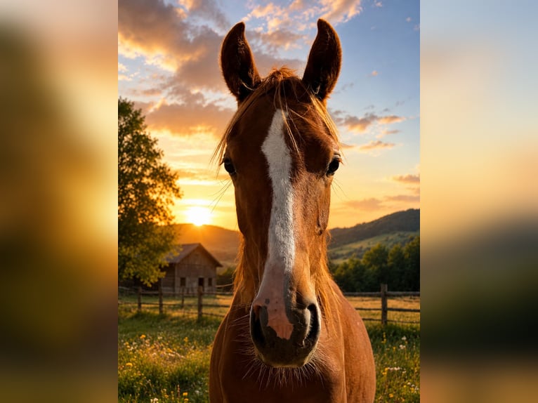 German Riding Pony Mare 1 year 14.1 hh Chestnut-Red in Bad Berneck im Fichtelgebirge