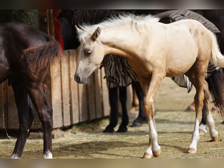 German Riding Pony Mare 1 year 14.1 hh Palomino in Uchte