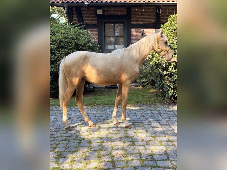 German Riding Pony Mare 1 year 14.1 hh Palomino in Uchte