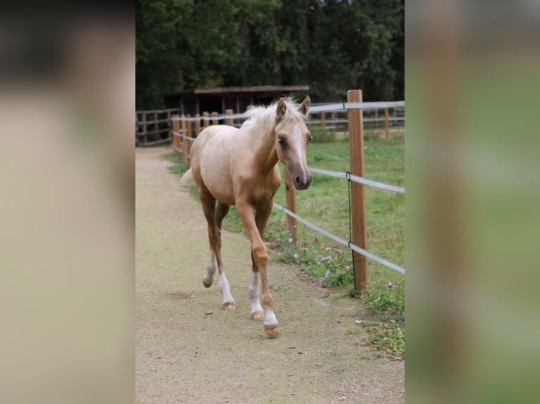 German Riding Pony Mare 1 year 14.1 hh Palomino in Uchte