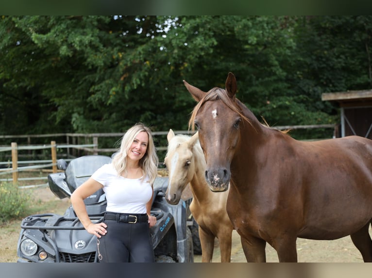 German Riding Pony Mare 1 year 14.1 hh Palomino in Uchte