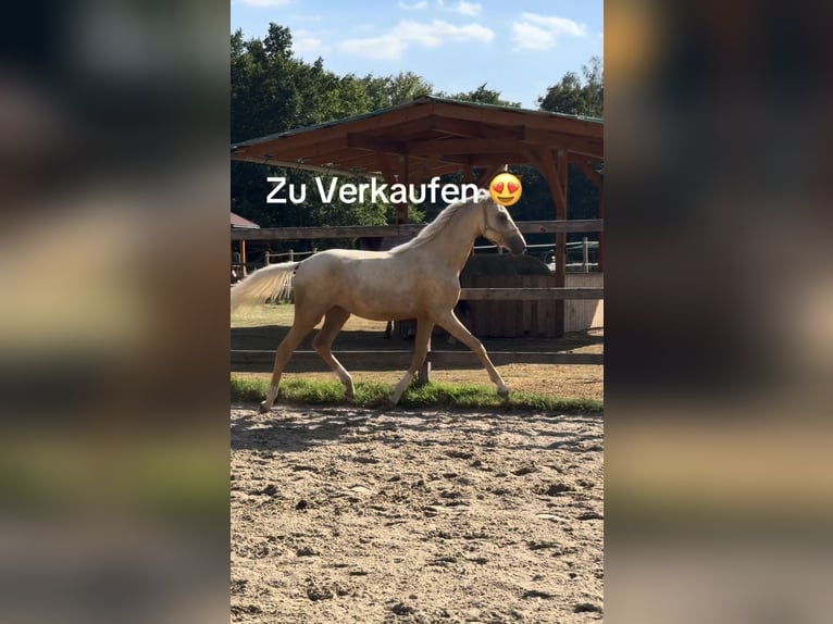 German Riding Pony Mare 1 year 14.1 hh Palomino in Uchte