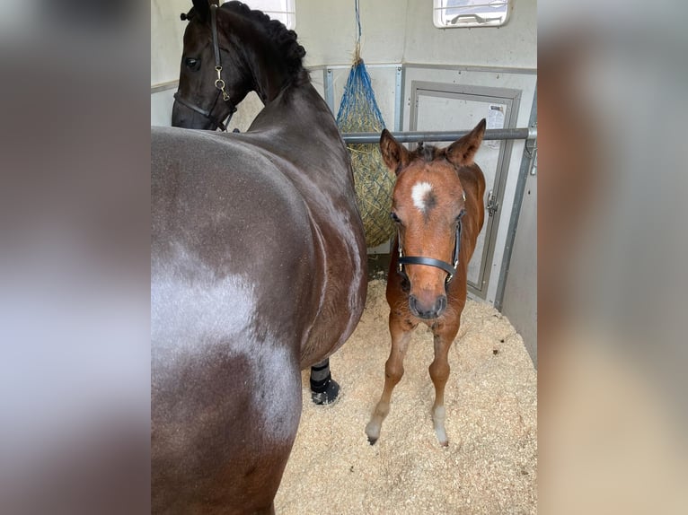 German Riding Pony Mare 1 year 14.2 hh Bay-Dark in Möhnesee