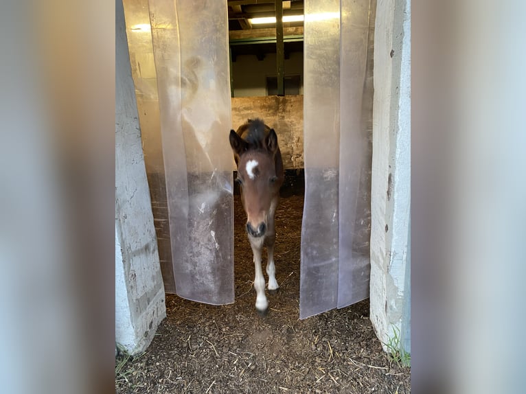 German Riding Pony Mare 1 year 14.2 hh Bay-Dark in Möhnesee