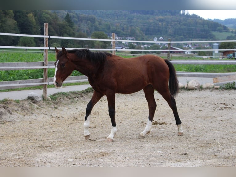 German Riding Pony Mix Mare 1 year 14,2 hh Brown in Waldshut-Tiengen