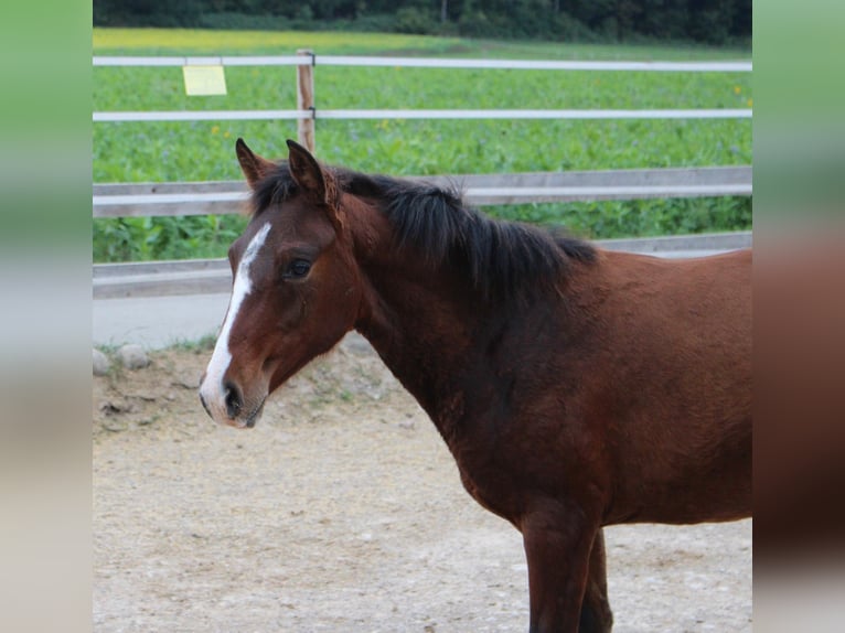 German Riding Pony Mix Mare 1 year 14,2 hh Brown in Waldshut-Tiengen