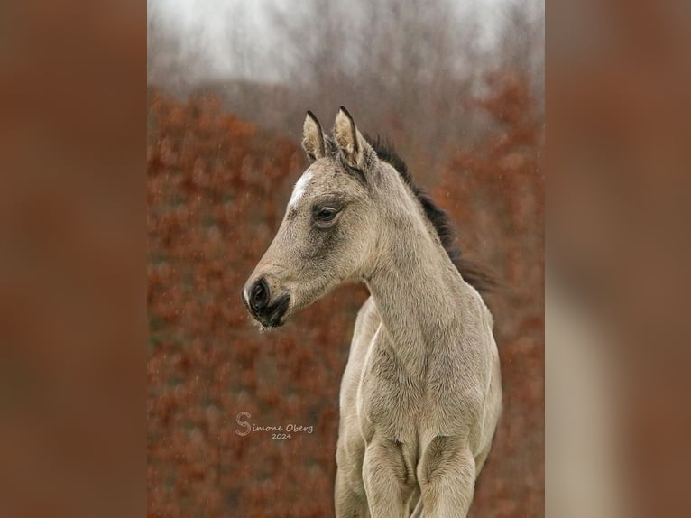 German Riding Pony Mare 1 year 14,2 hh Buckskin in SchubySchuby