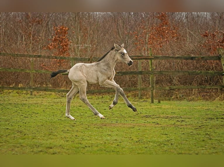 German Riding Pony Mare 1 year 14,2 hh Buckskin in SchubySchuby